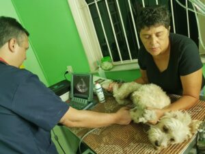 cardiologia-animal-domestico-768×576